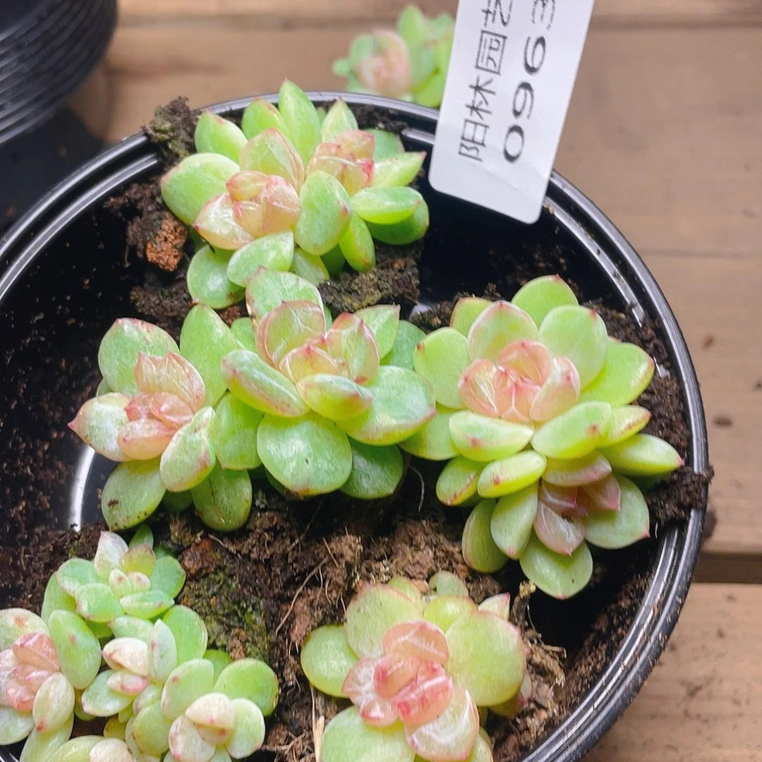 多肉植物多肉植物963