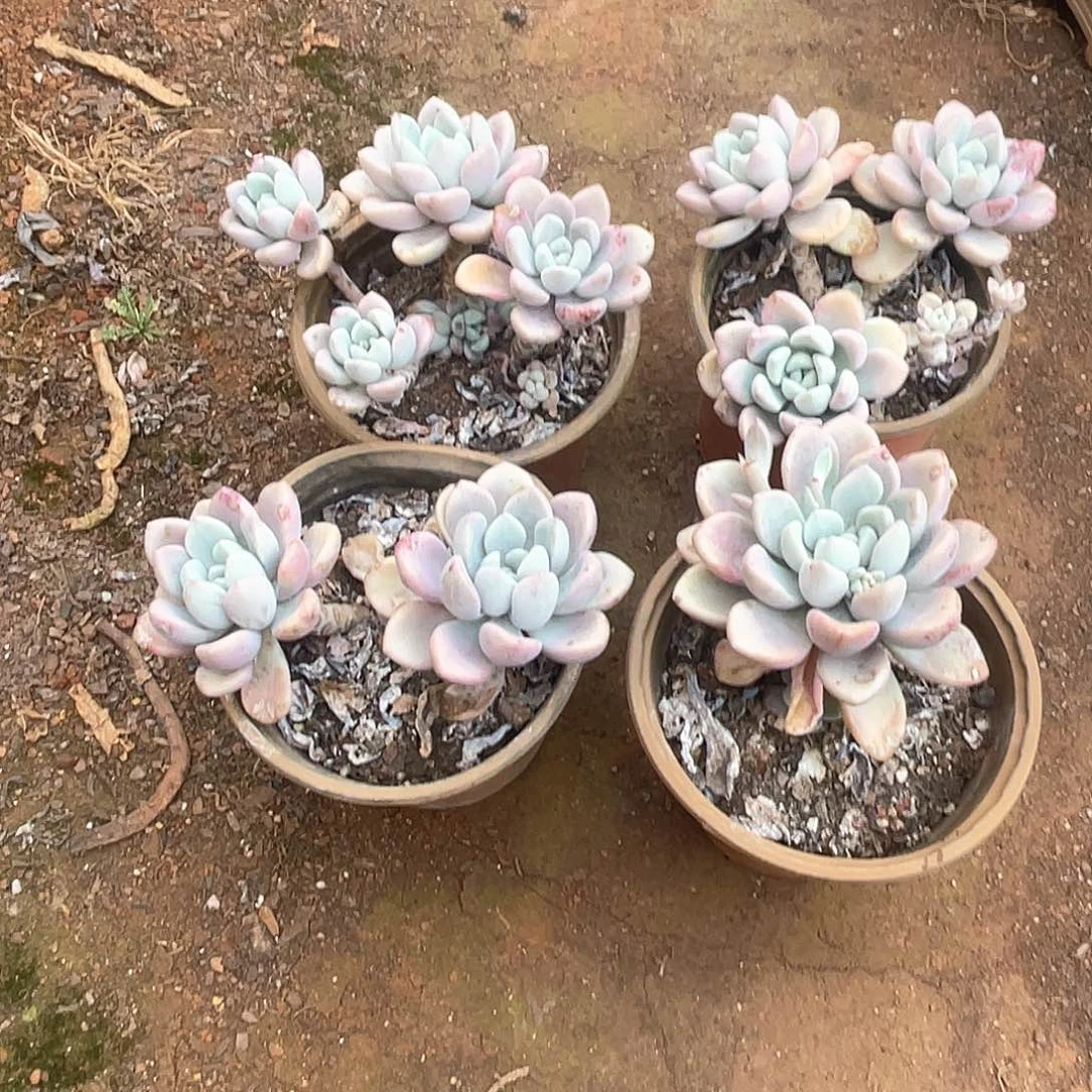 露养区 花瓣鹿9.9米4颗 量拍多肉