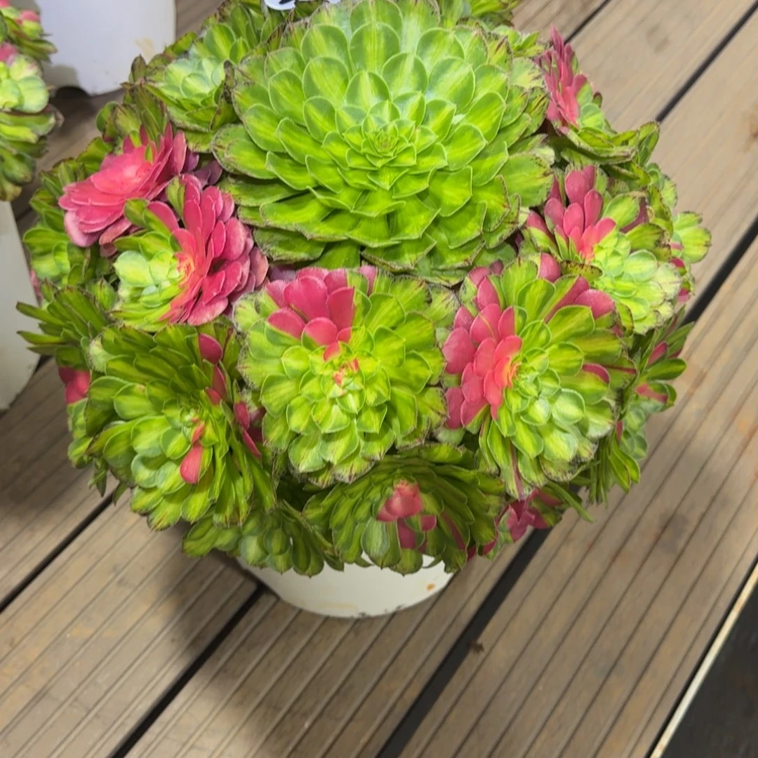 王***红无花朵ddnsnsnsnsnsnsn