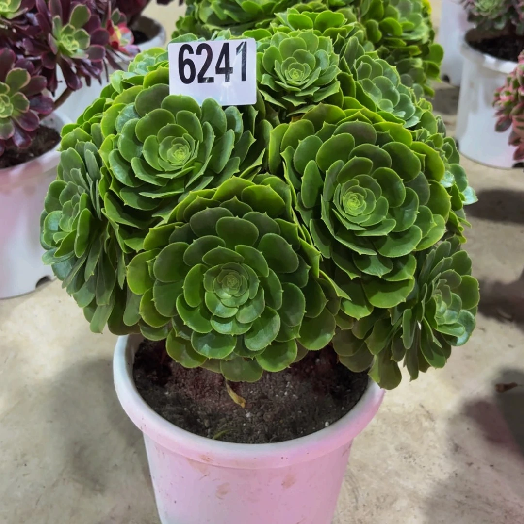 黑***地无花朵6241绿杨蓉111111