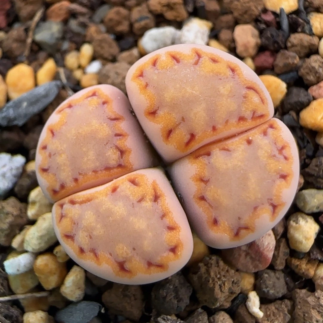 5.29。215饼干。5004