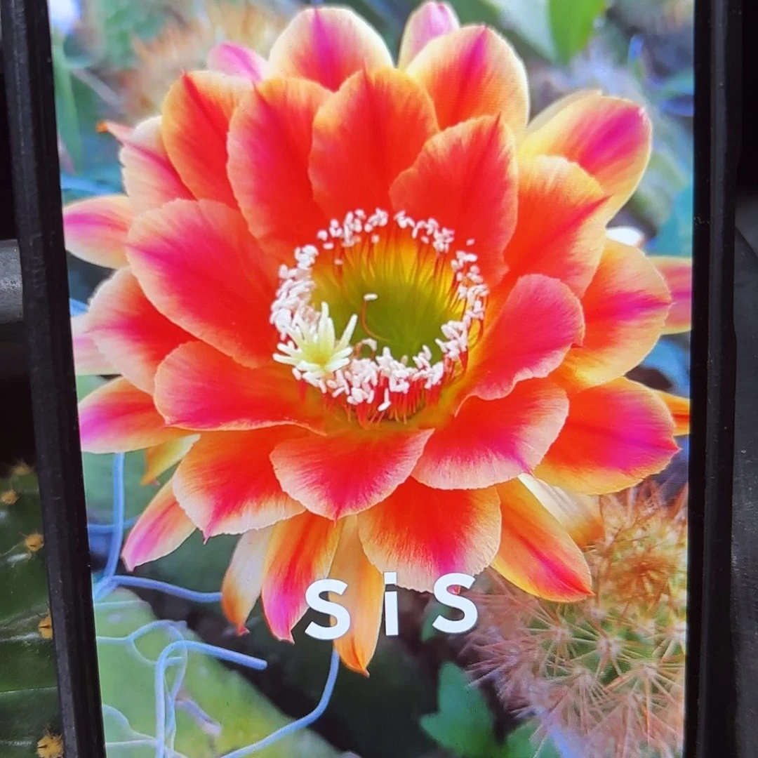 Sis毛侧牙20包邮仙人球2