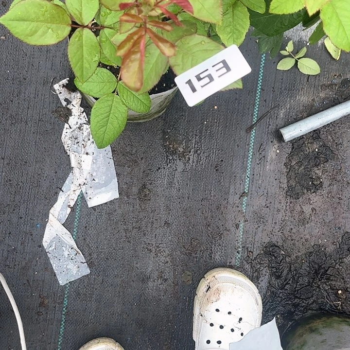 无花朵诗歌153号，