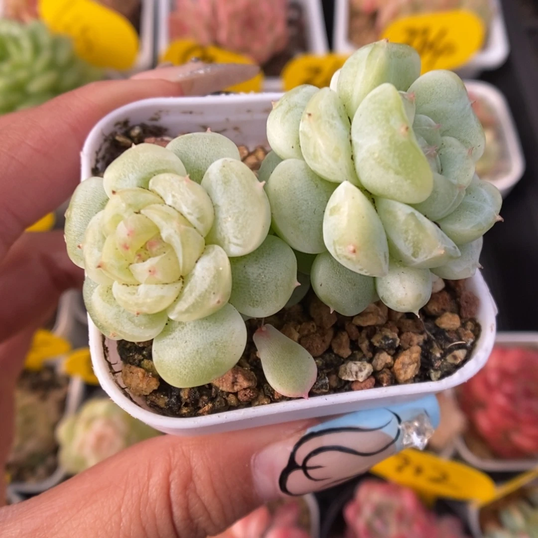 白晶体珍妮群生454号