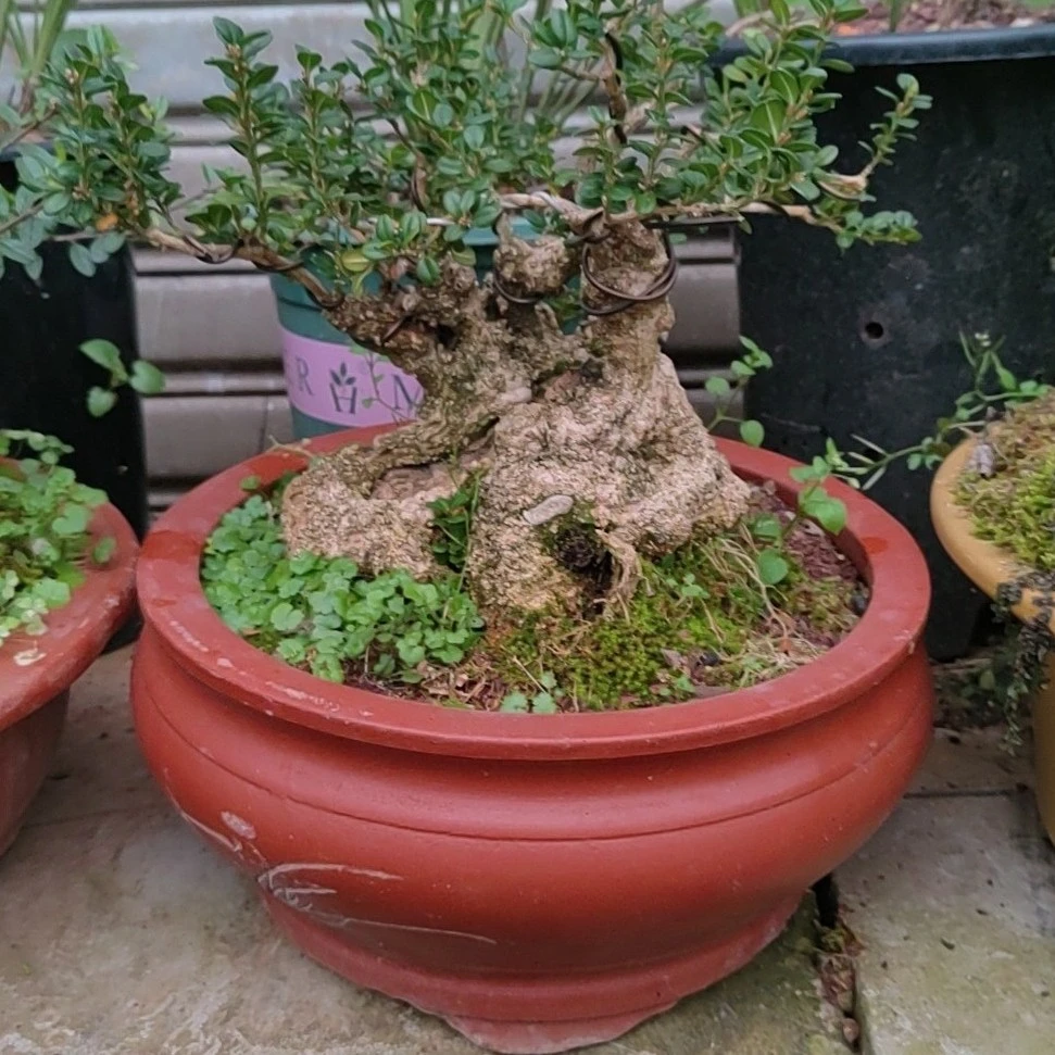 盆景黄杨，造型好看