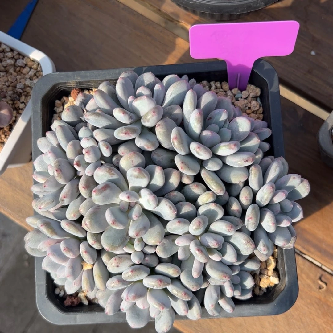 香香雪11111111111111