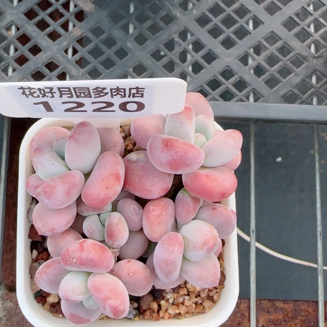 多肉植物1220………..@k