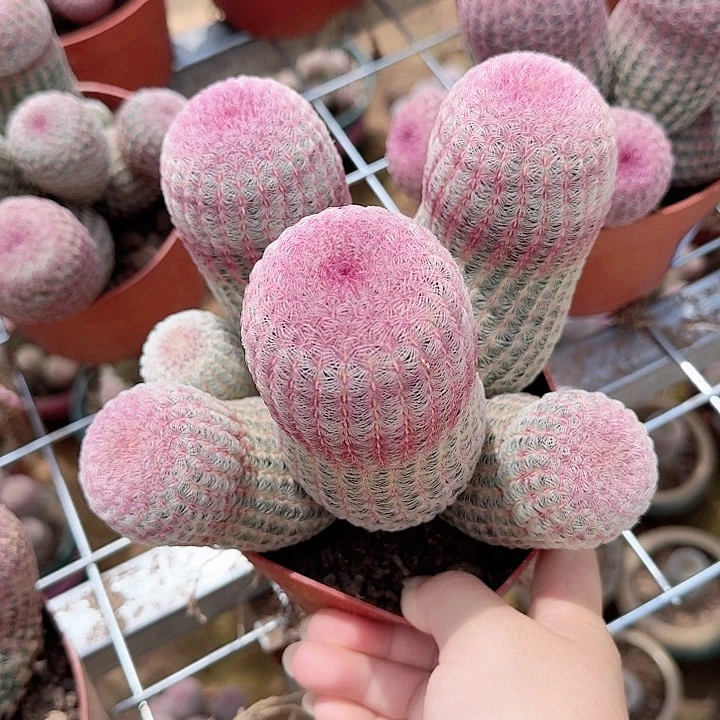 皮****生哈哈哈哈哈哈哈哈