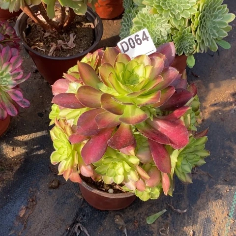 韶华多肉植物法师