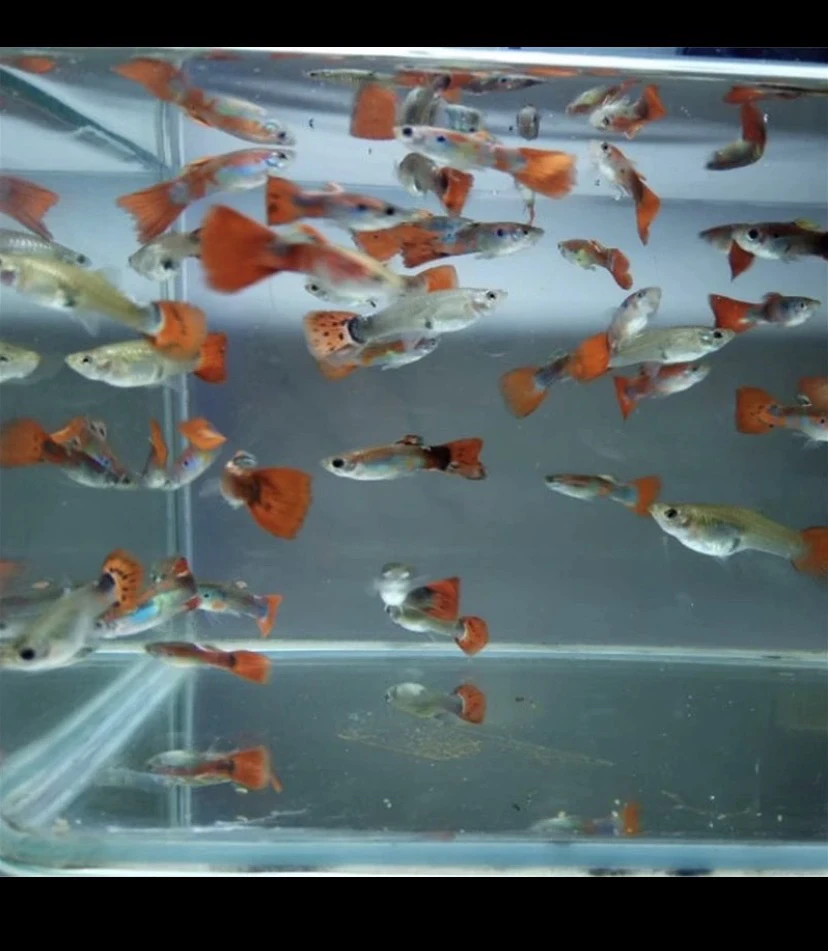 杂袍孔雀鱼凤尾鱼小型观赏小鱼简单耐活好养热带小鱼练手便宜小鱼