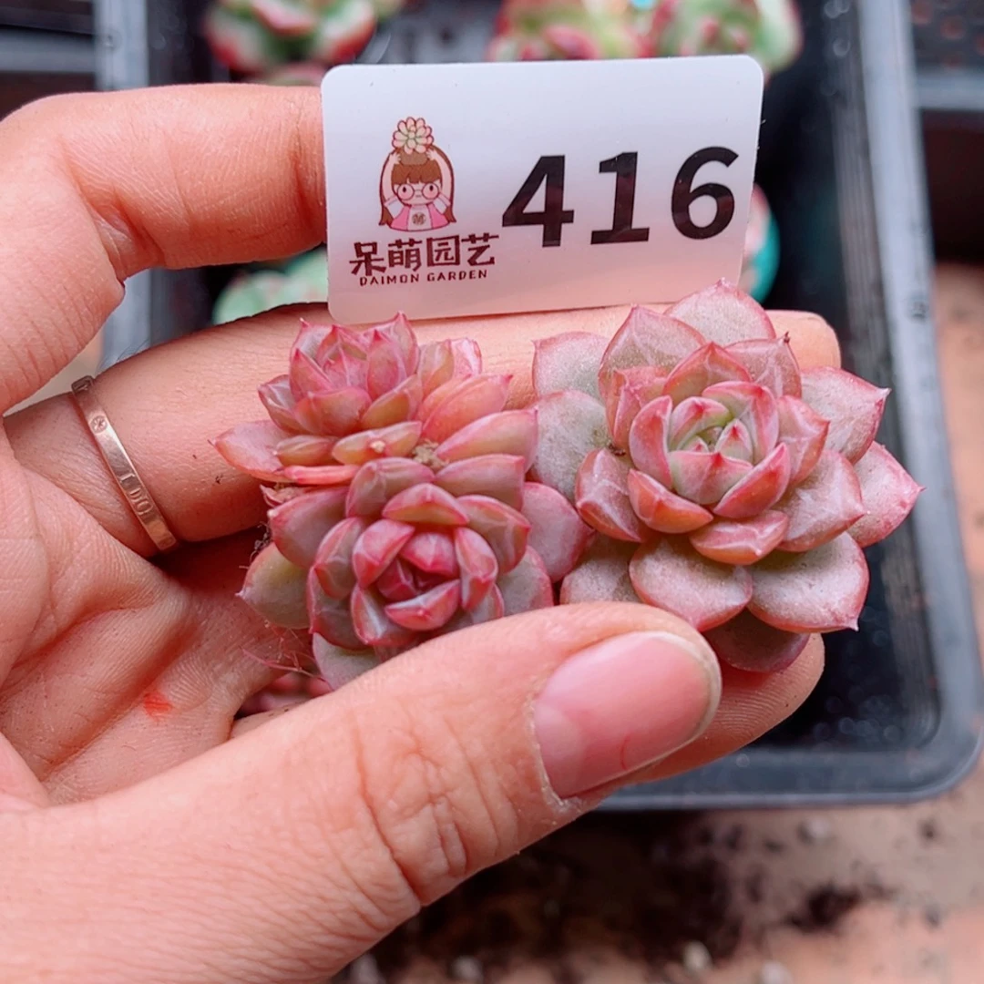 多肉植物多肉植物