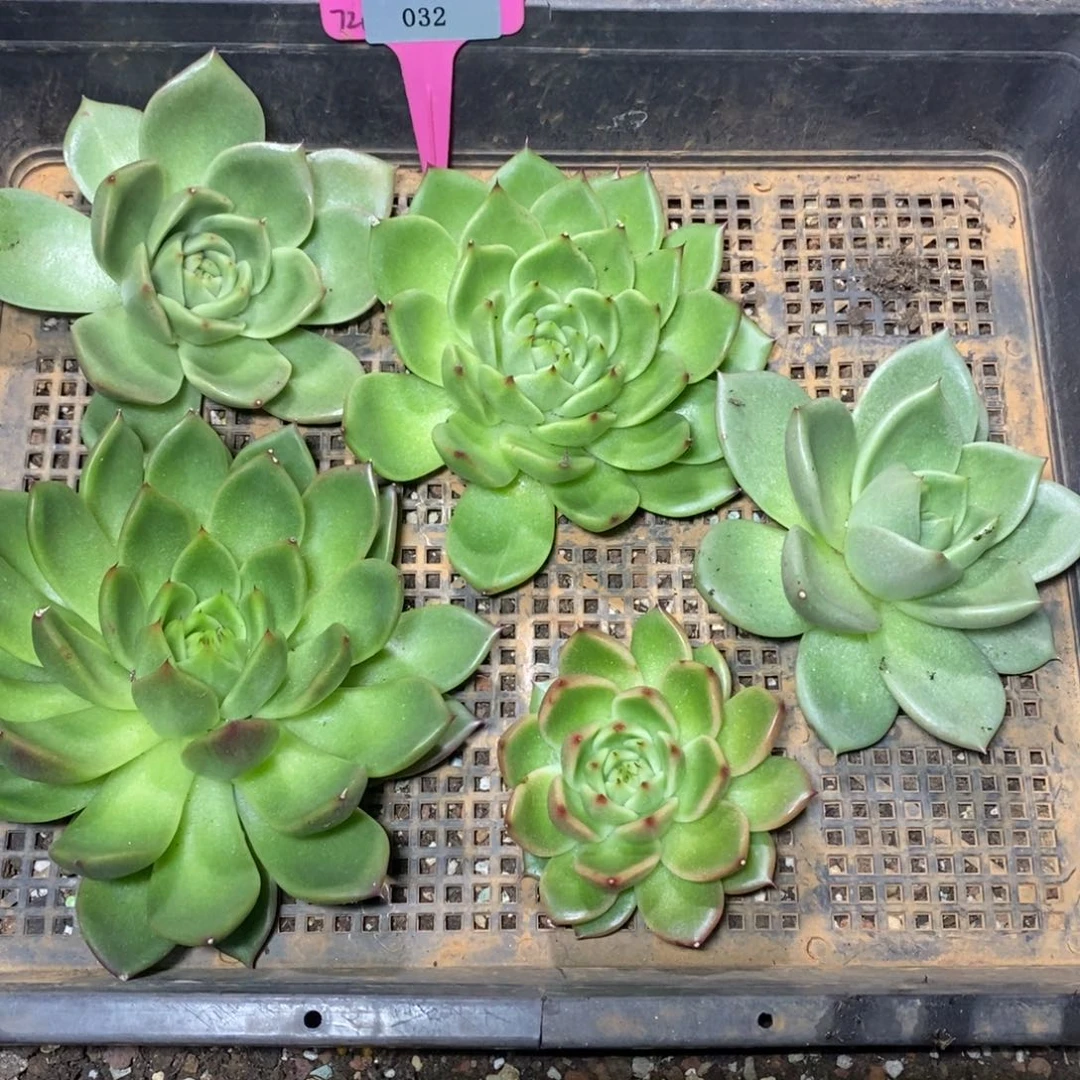 x032-多肉植物 五颗