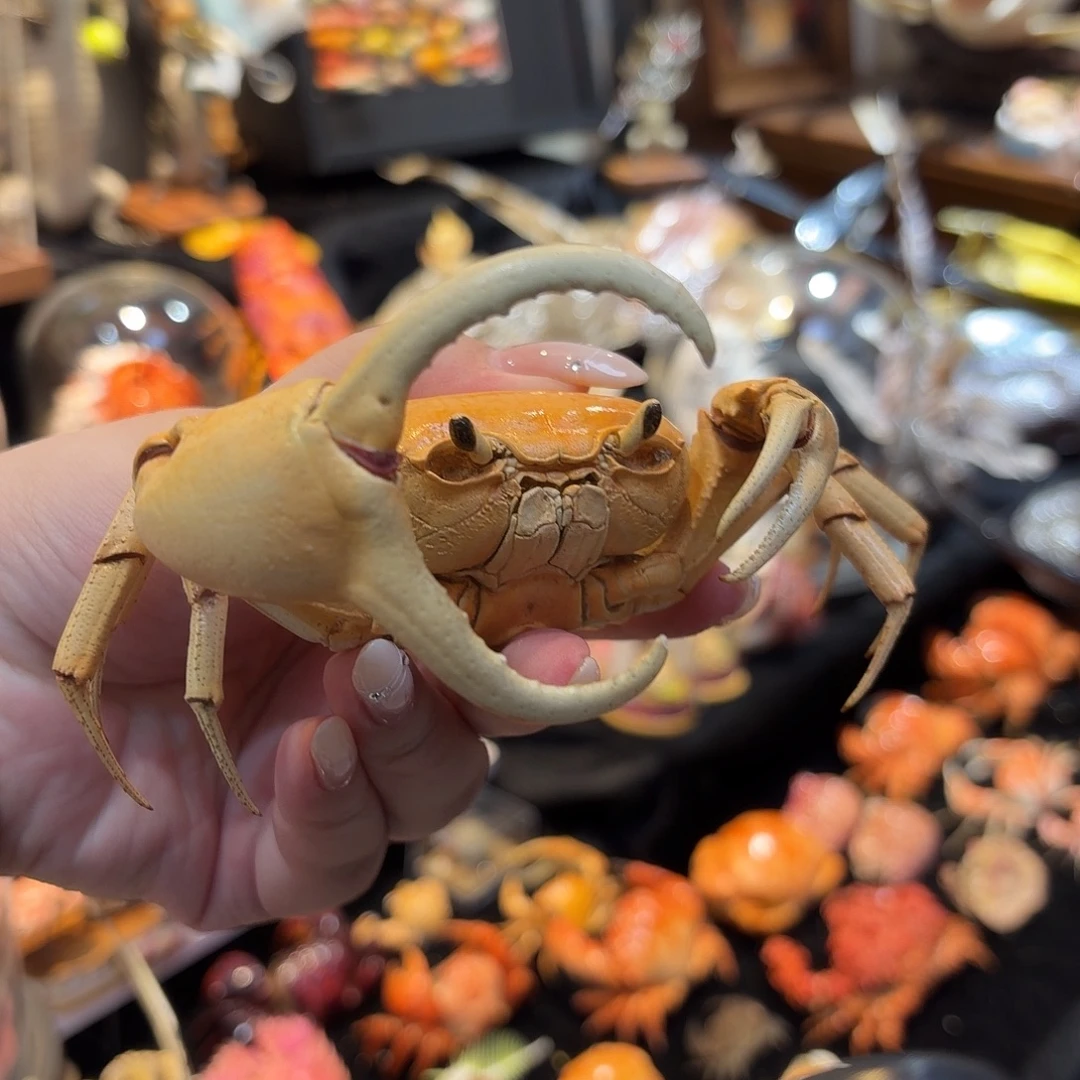 真实海南勾手蟹标本