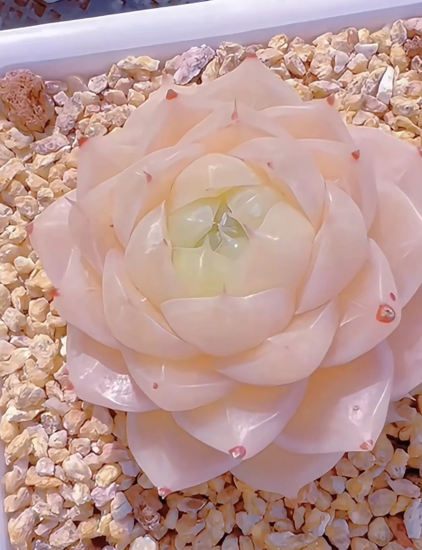 多肉植物花卉链接003 十八包邮（除新疆西藏）