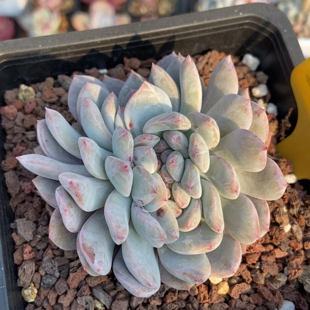 2090橙子缀多肉植物