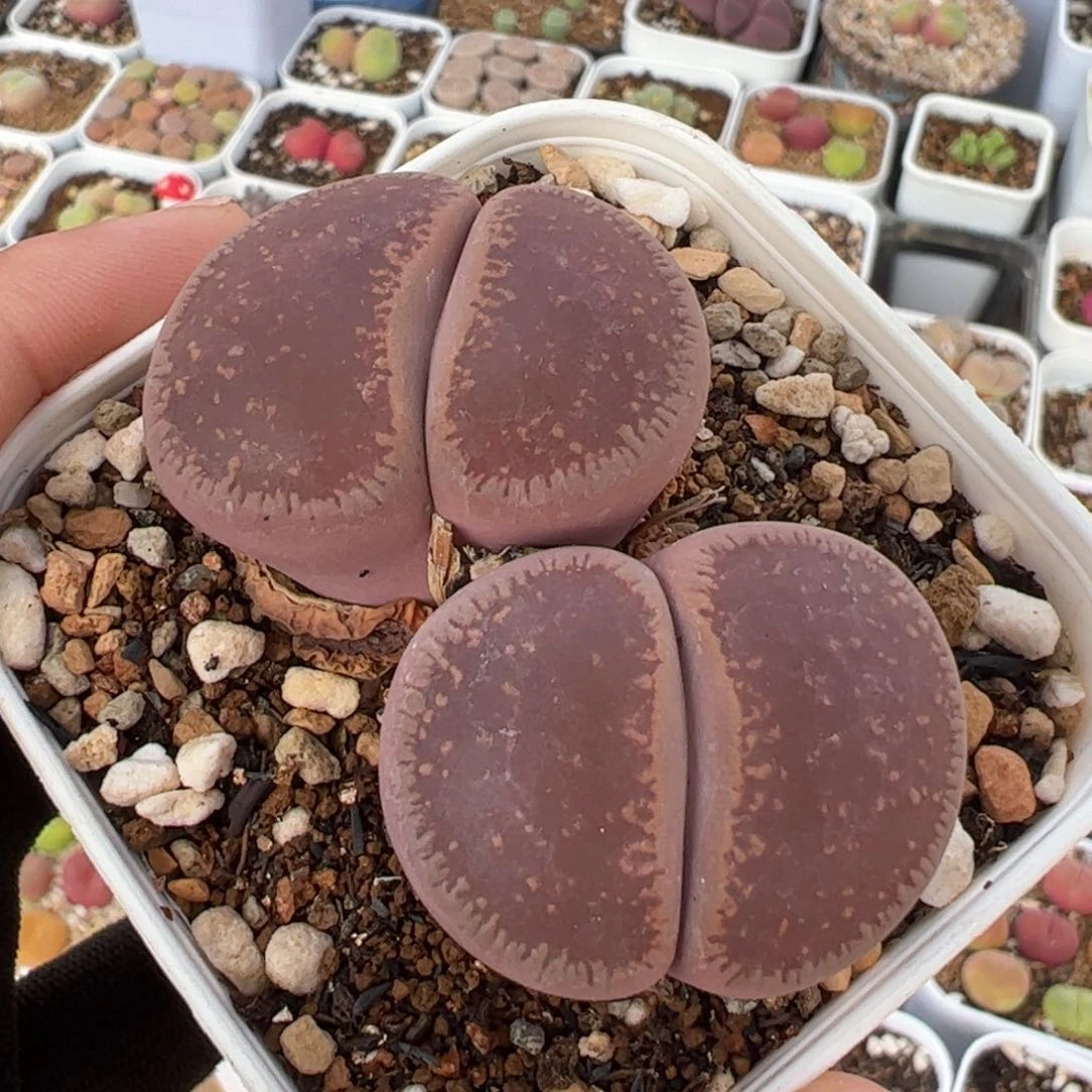 P****悸452多肉植物百科