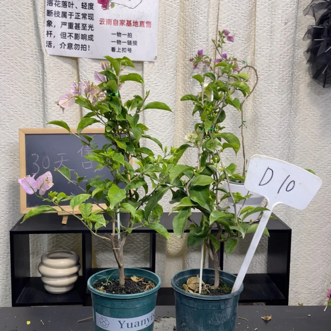 微***笑全部花朵丽娜+白雪公主D10