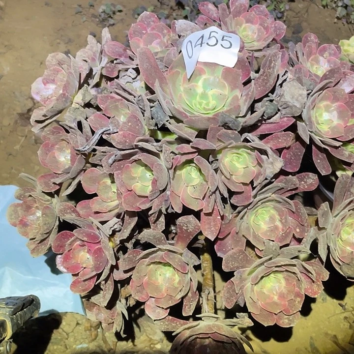 多肉植物法师455欧姿锦