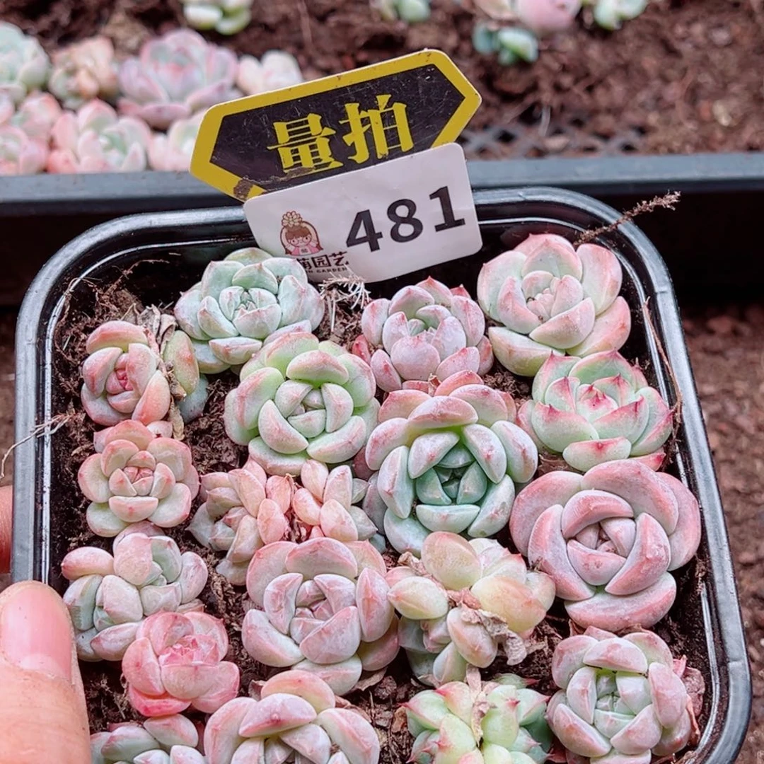 多肉植物多肉植物