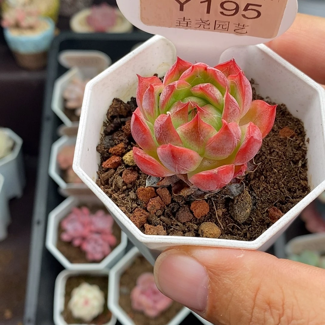0195 红媚 单头 3.5cm