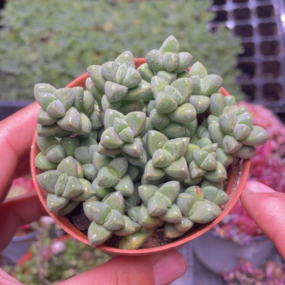 鹿角海棠多肉9.9包邮发货