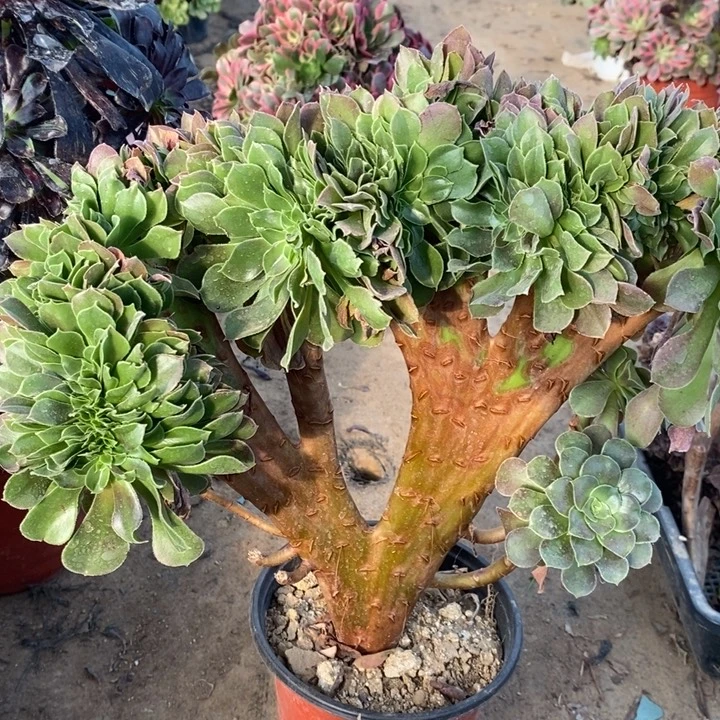 玫瑰缀断枝11多肉植物法师法师