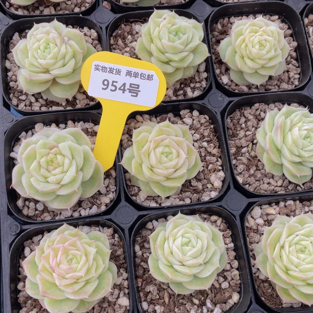 954号玫瑰花麦秆单头一个