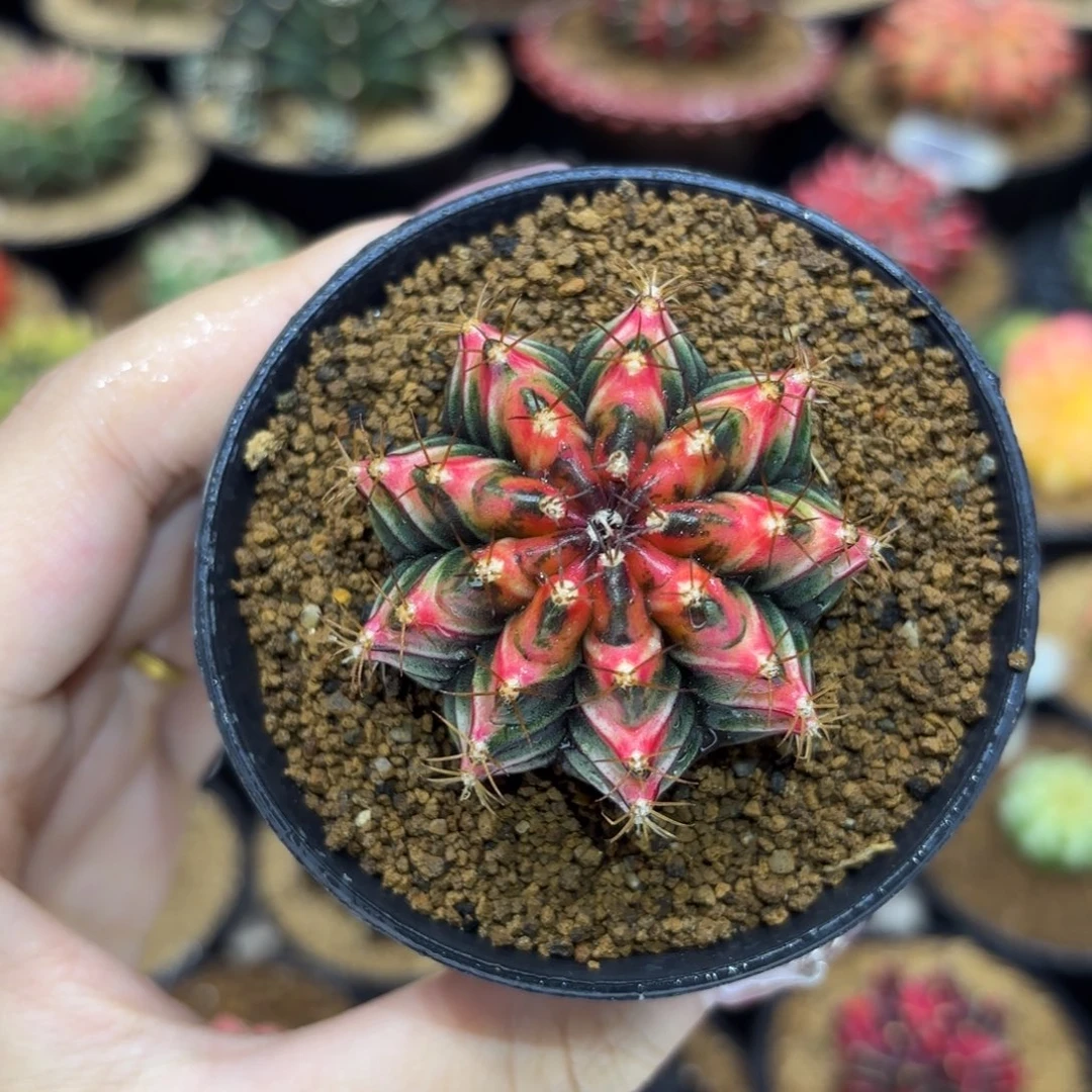 4.5cm泰系实生小精品