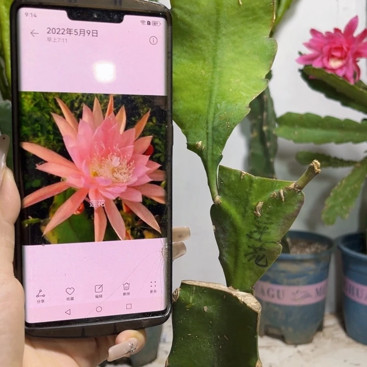当前无花栽培后可以开花735
