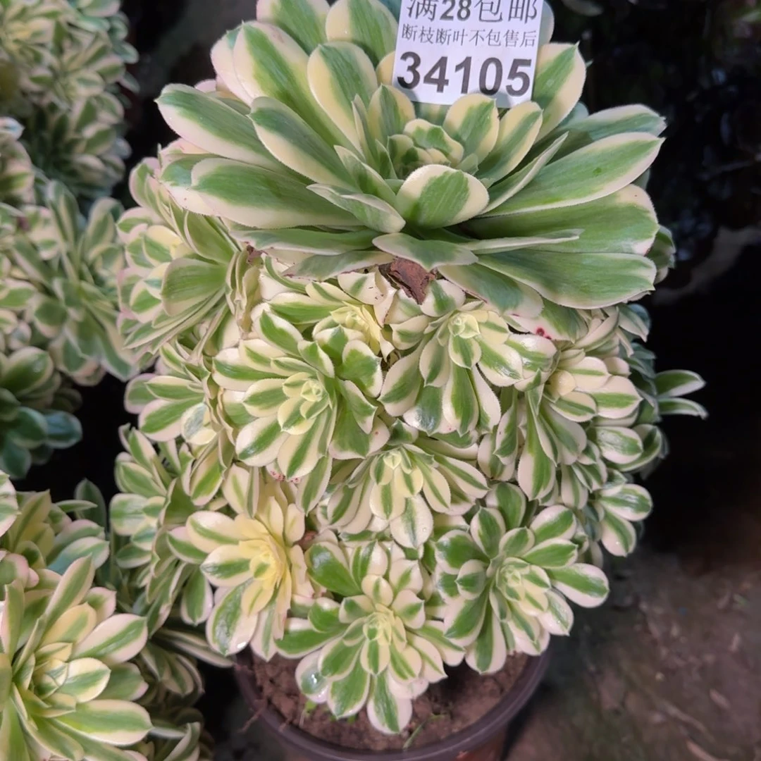 34105迈巴赫多肉植物