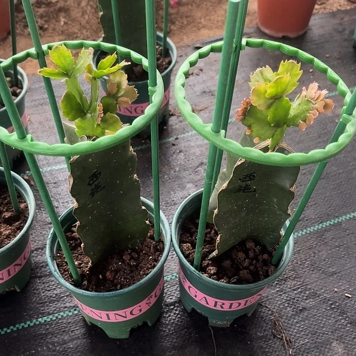 幸***人当前无花栽培后可以开花