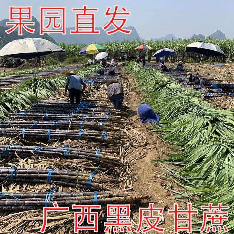 广西黑皮甘蔗新鲜现砍脆甜多汁当季水果家庭孕妇精选包邮到家爆款