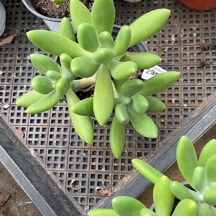 阿雅园艺。          2958芒果美人