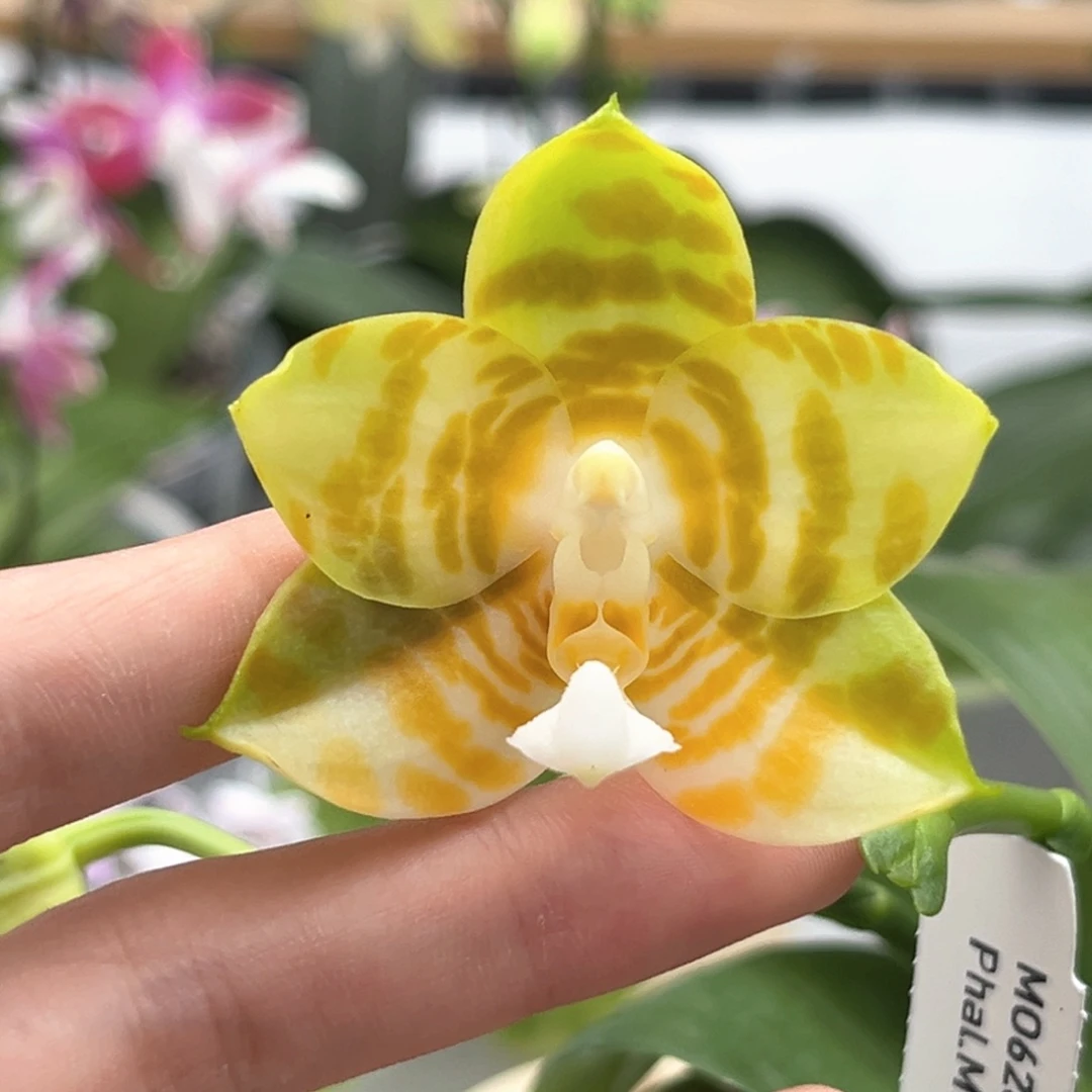 完全开放陶瓷杯弥陀反射王开花株