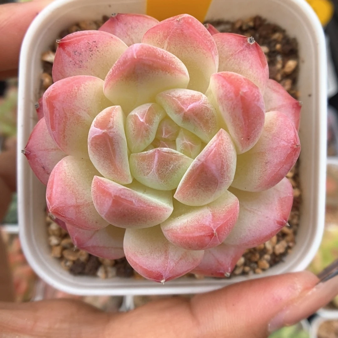 美心优选可拍253号