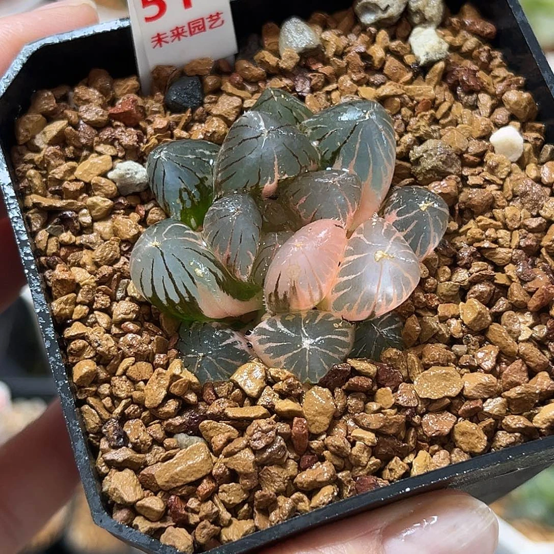 511糊斑龙爪玉露锦