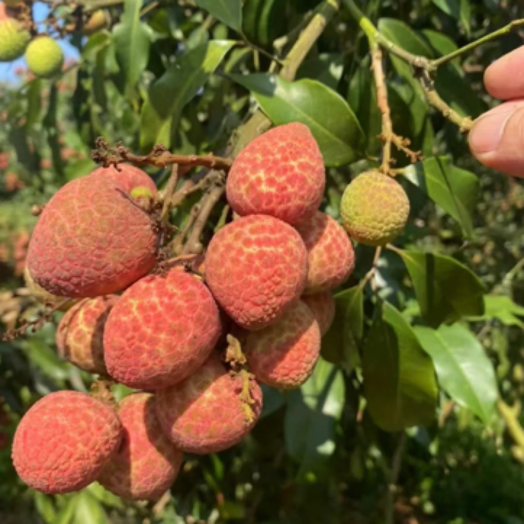 无核香荔枝一箱2.5斤海南省