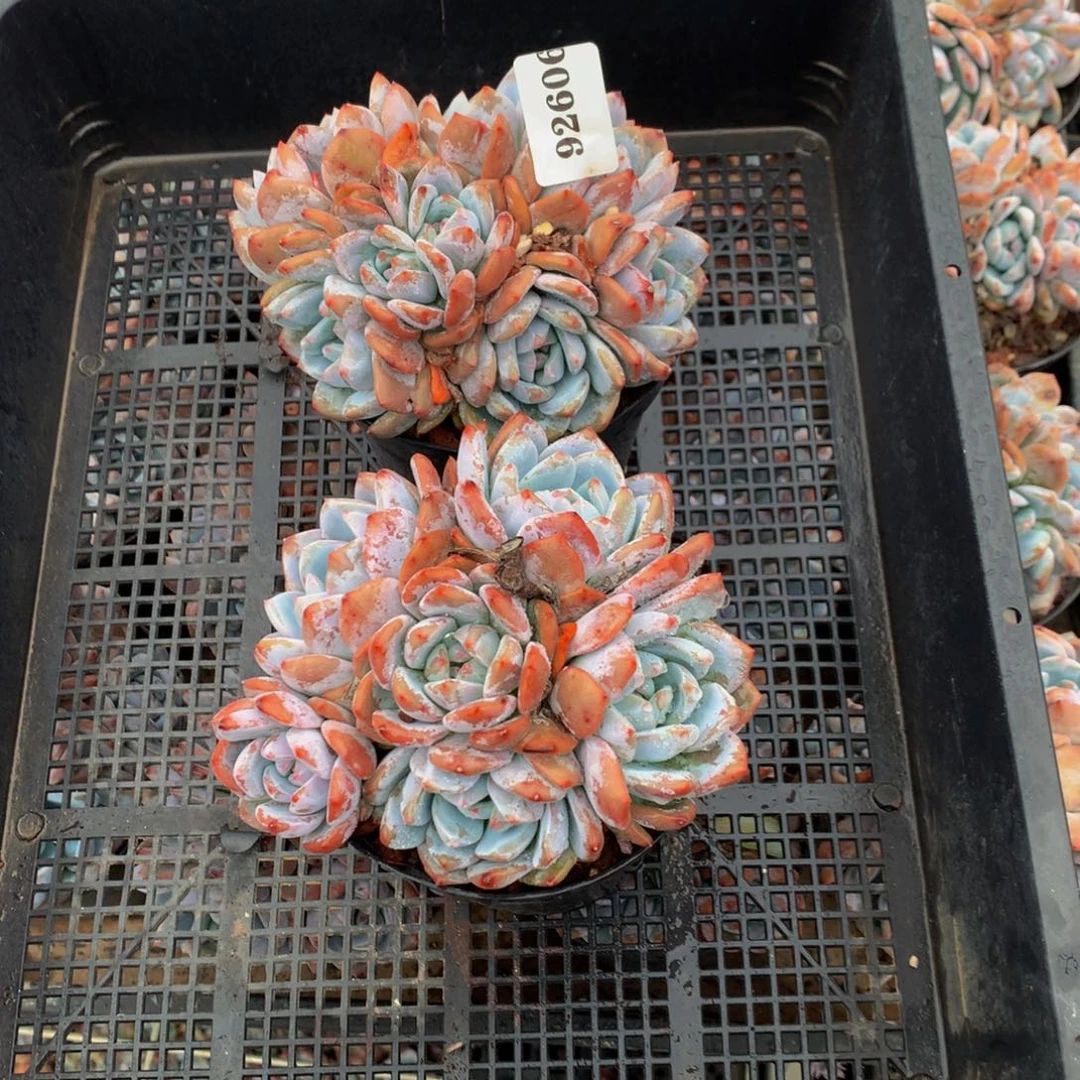 花***492606两个嗯嗯嗯多头嗯嗯嗯嗯好
