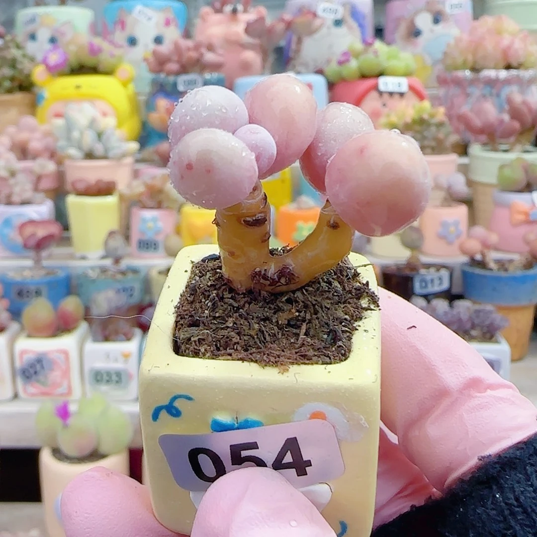 L 双头小蛋黄奶 盆口2.5cm