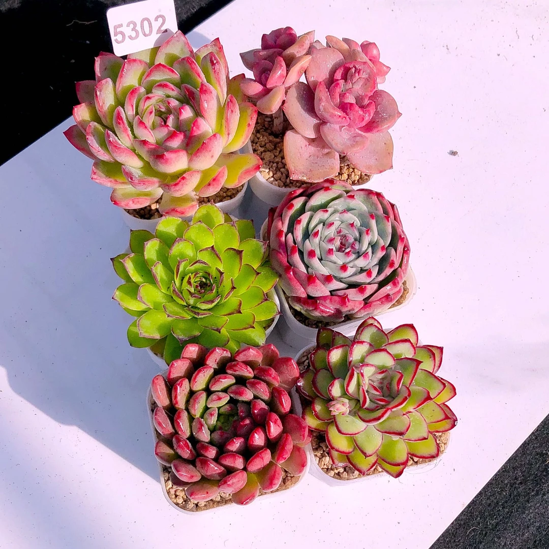 多肉植物5302精品六棵送盆土