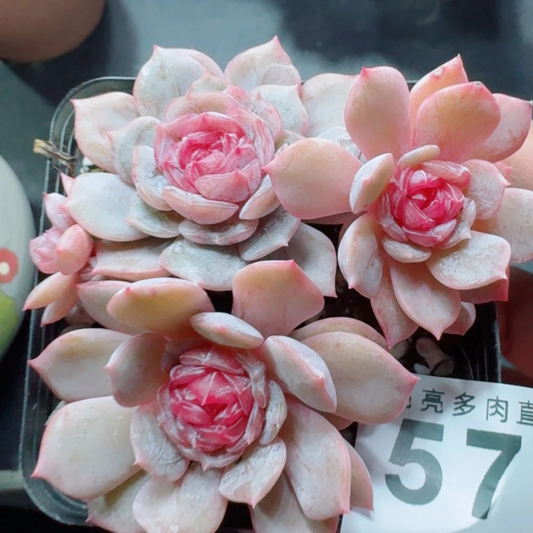 宫花群生      愿你一路坦途，乘风破浪展宏图