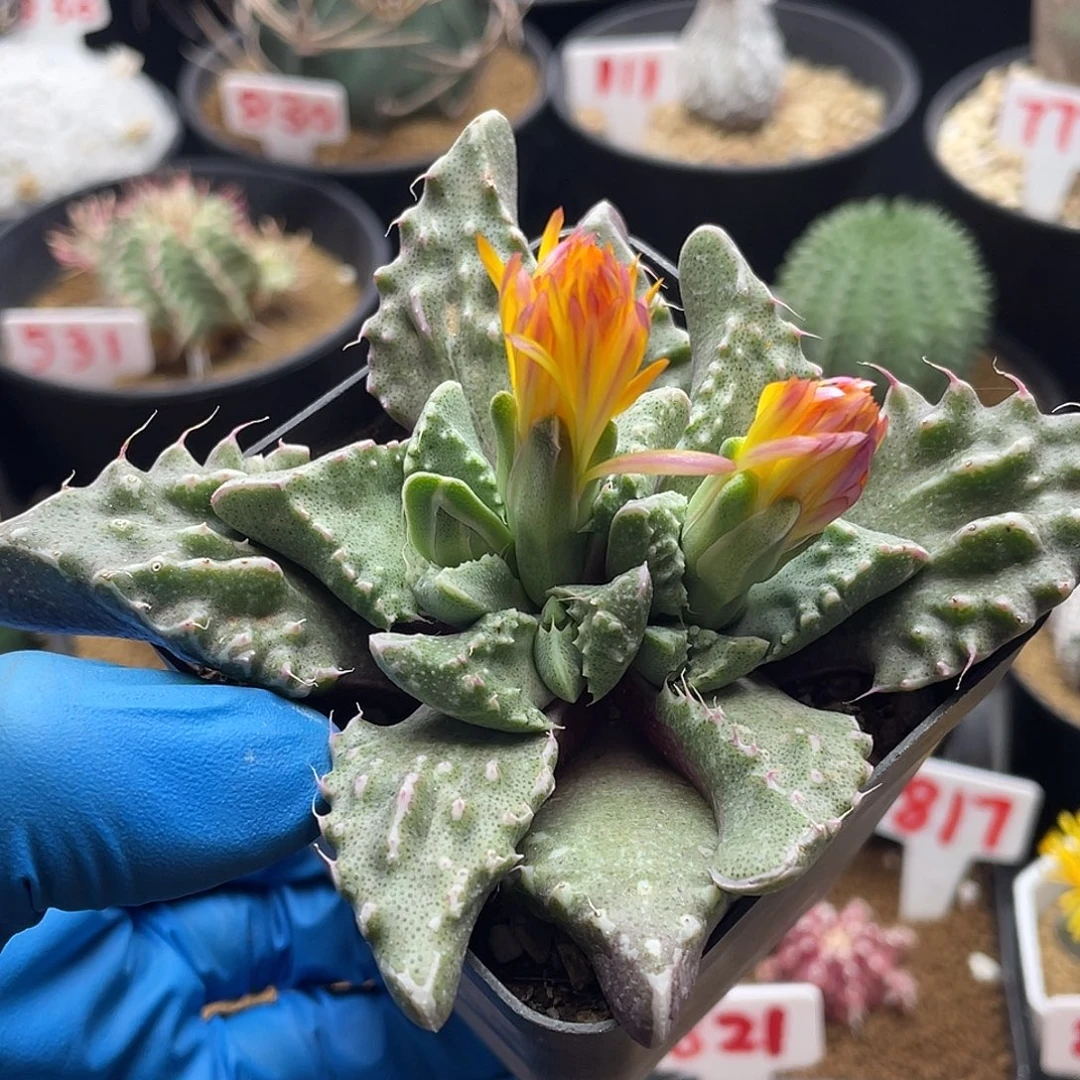 实生番杏狂澜怒涛仙人球