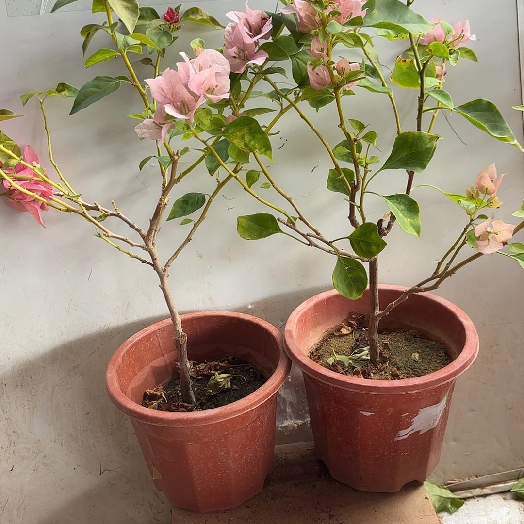 茶***清完全开放日落暗丽25