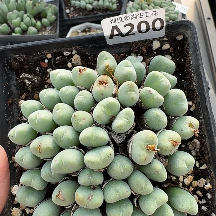 200多肉植物多肉植物