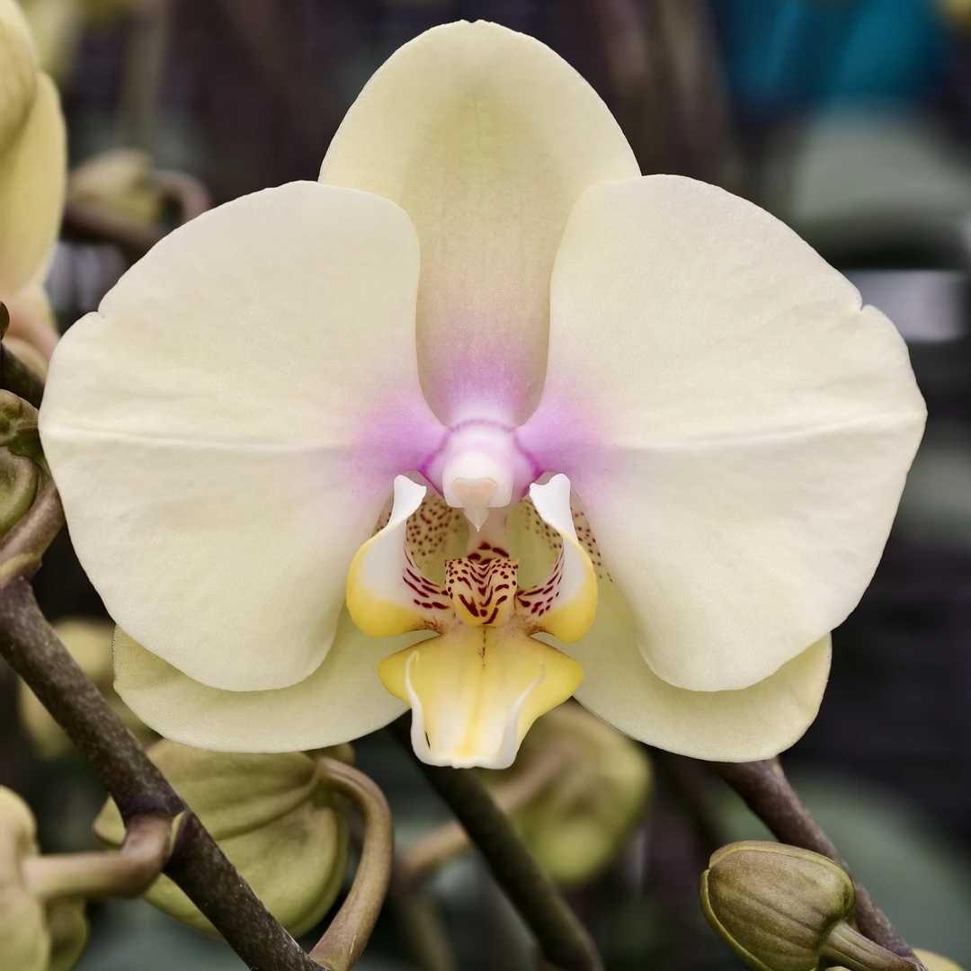 蝴蝶兰【巴黎魅惑】欧品奶呼呼黄色大花 2.8寸杯 苞多花少 基地直发