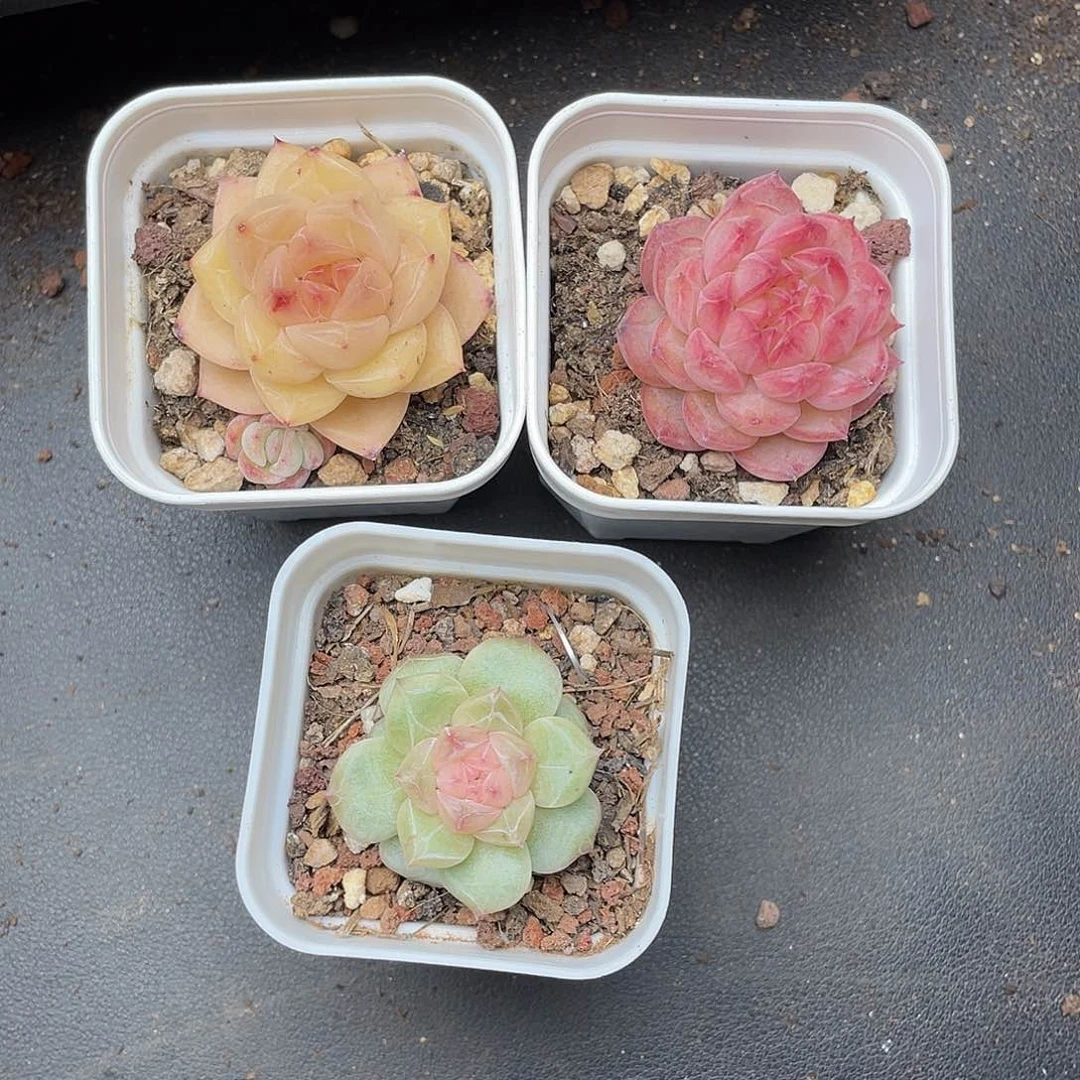 T****e一物一拍精品珍妮