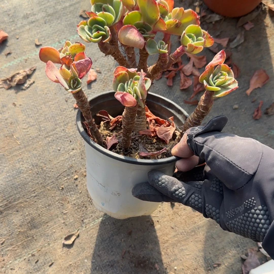 无花朵阿斯梅拉达缀