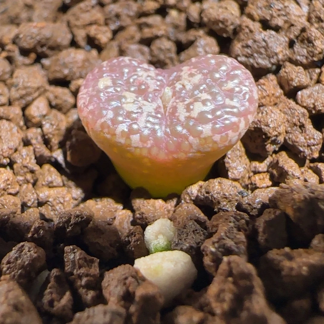 肉锥多肉植物组合-10km泡泡勋746