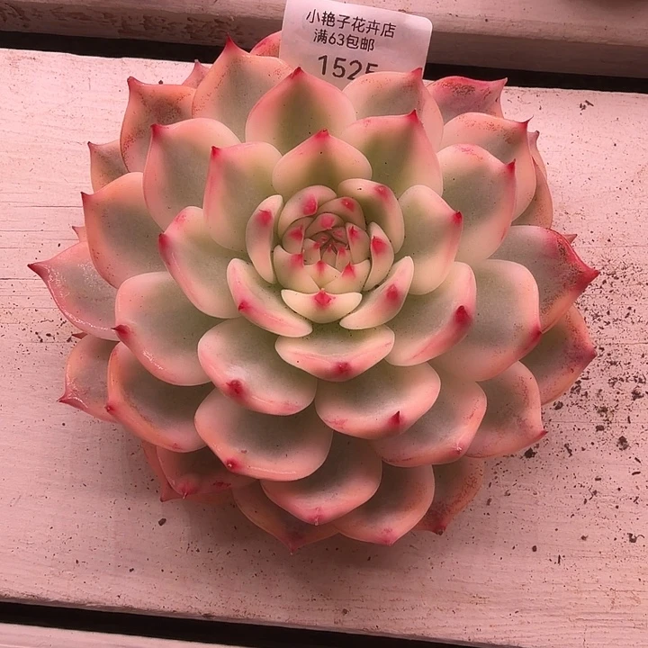 1525吉娃娃锦多肉植物