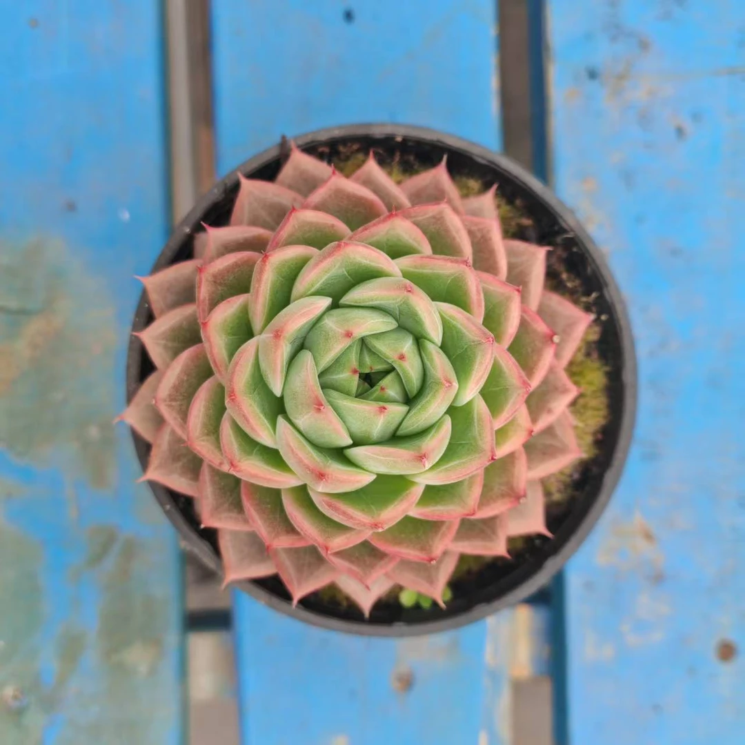 10#粉蜘蛛多肉植物  前男友精品多肉 SM1099